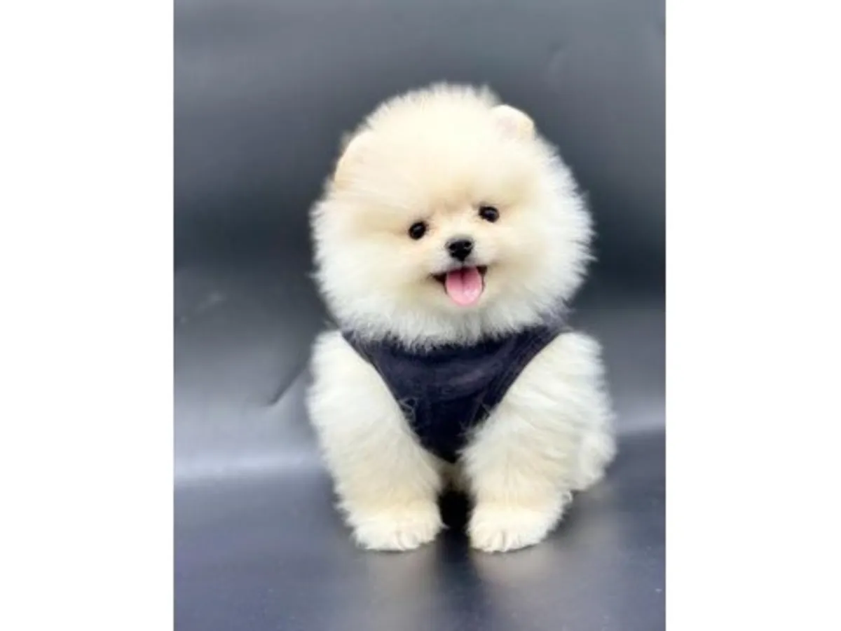 Poméranien mâle blanc élevé à la maison, au caractère calme