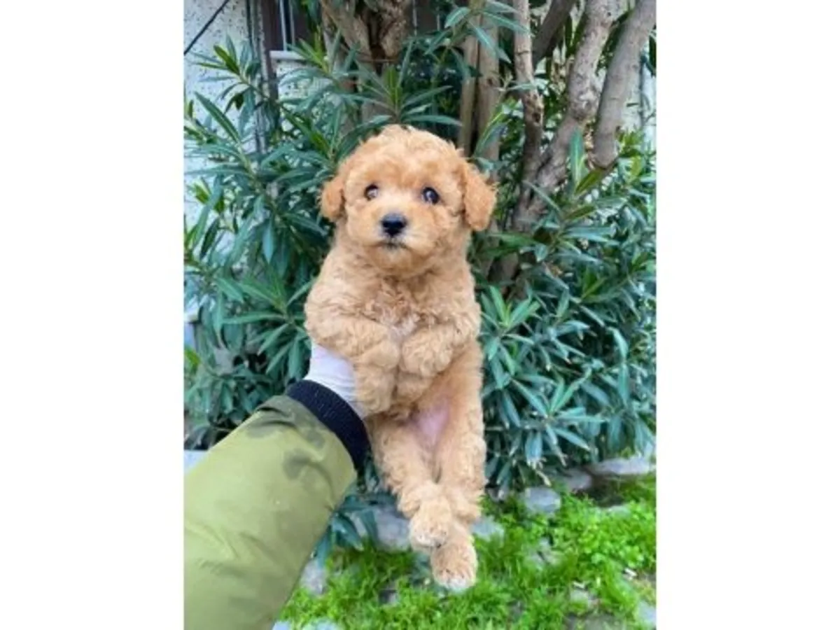 Caniche nain mâle marron au caractère curieux et intelligent