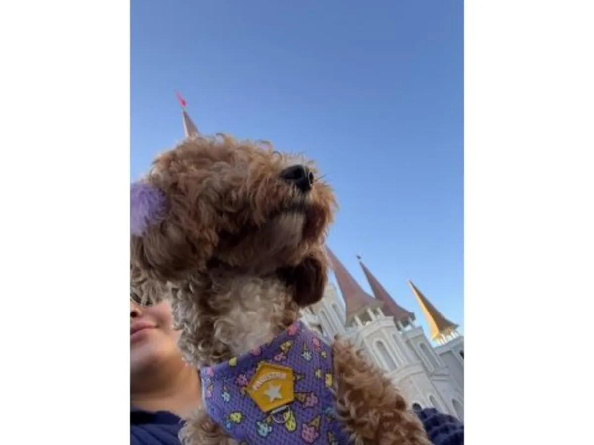 棕色贵宾犬（雌性）寻找安静的家