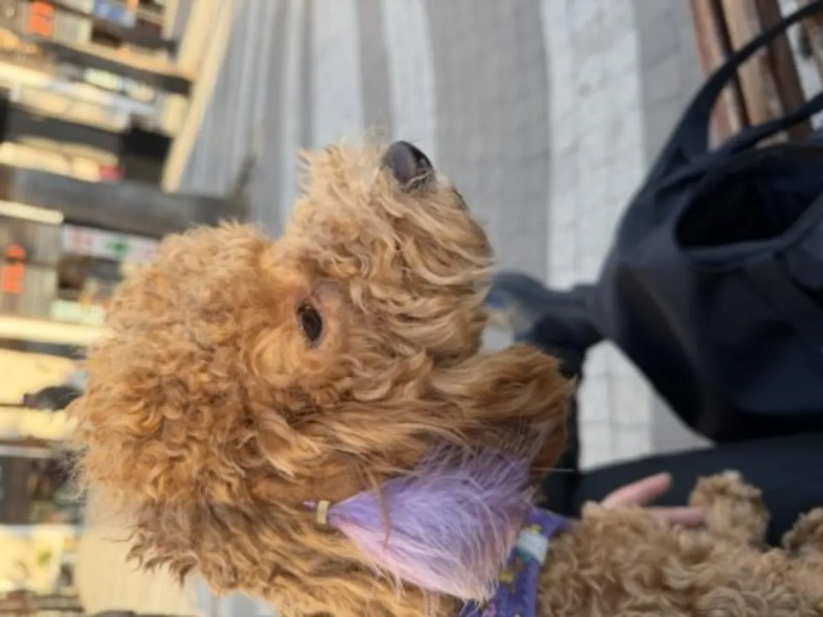 棕色贵宾犬（雌性）寻找安静的家