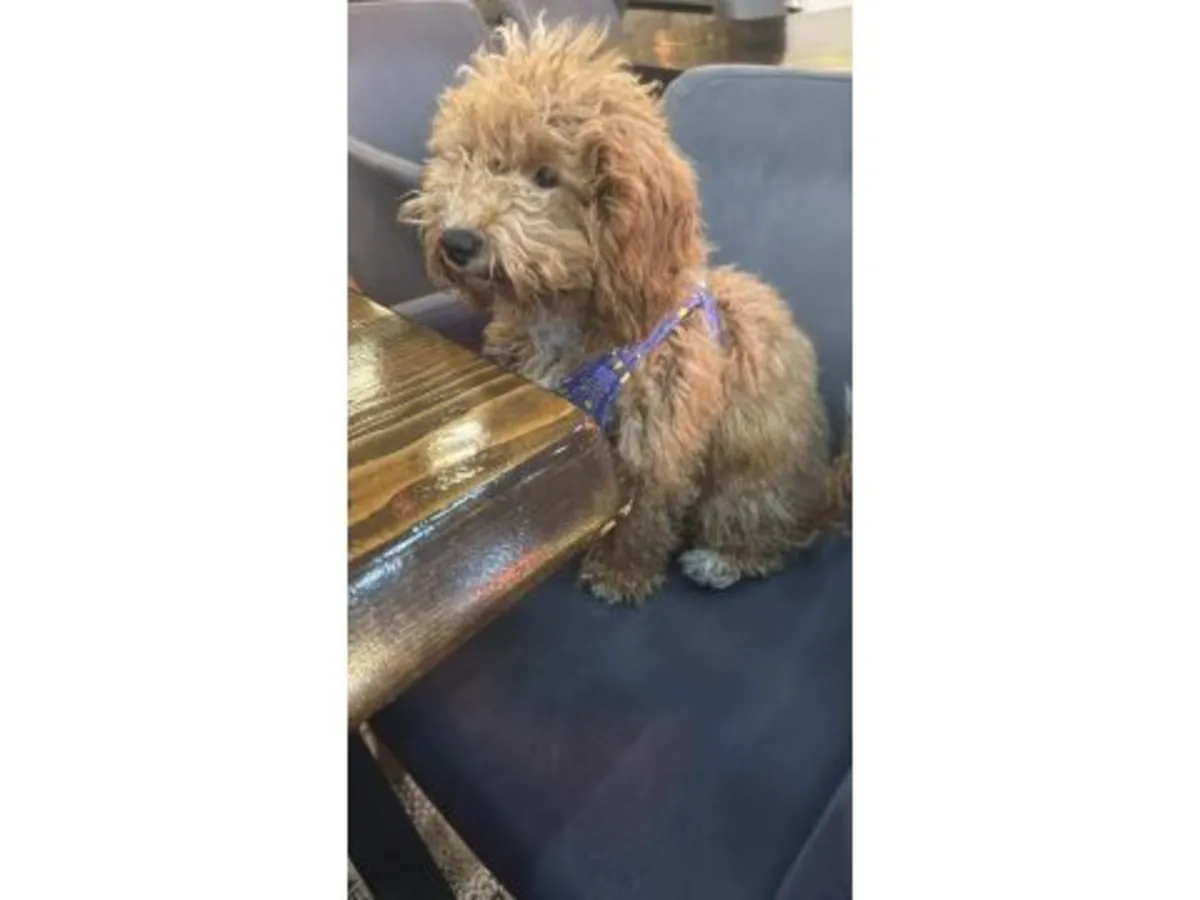 Caniche mâle marron adulte cherche famille stable