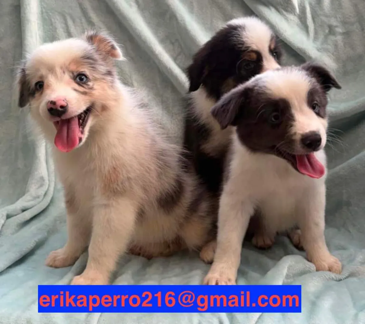 Sahiplendirme için Border Collie Yavru (erkek ve dişi)