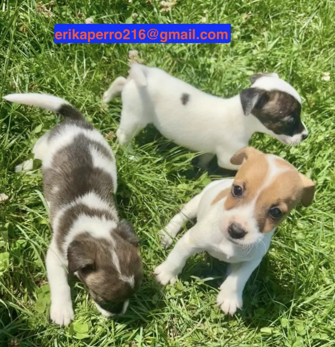 Jack Russell Terrier Yavruları (erkek ve dişi) hediye