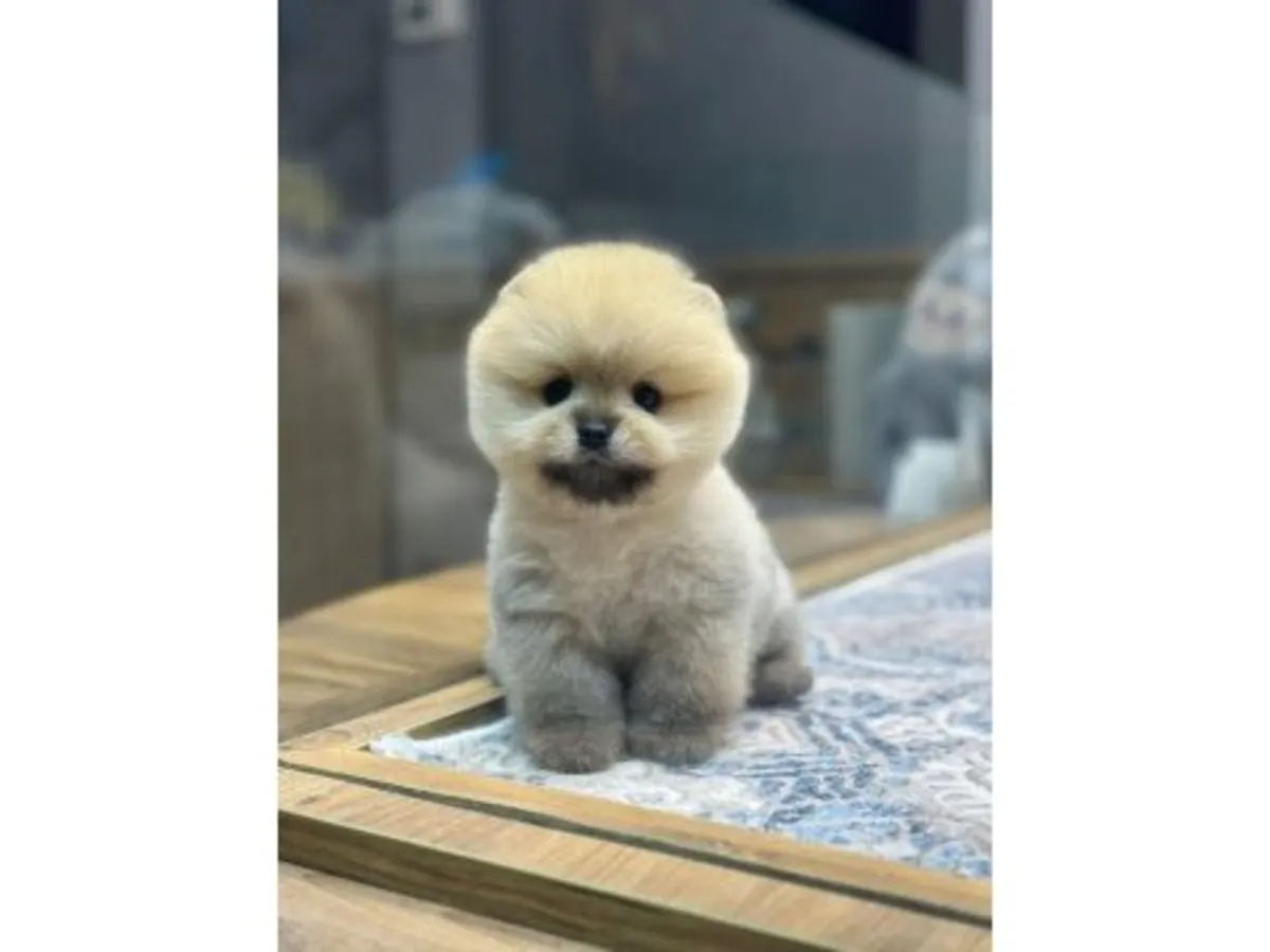 在家饲养的年轻白色博美犬