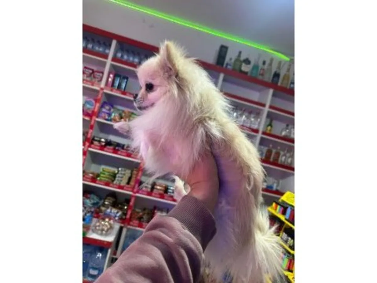 成年白色雌性博美犬可供领养