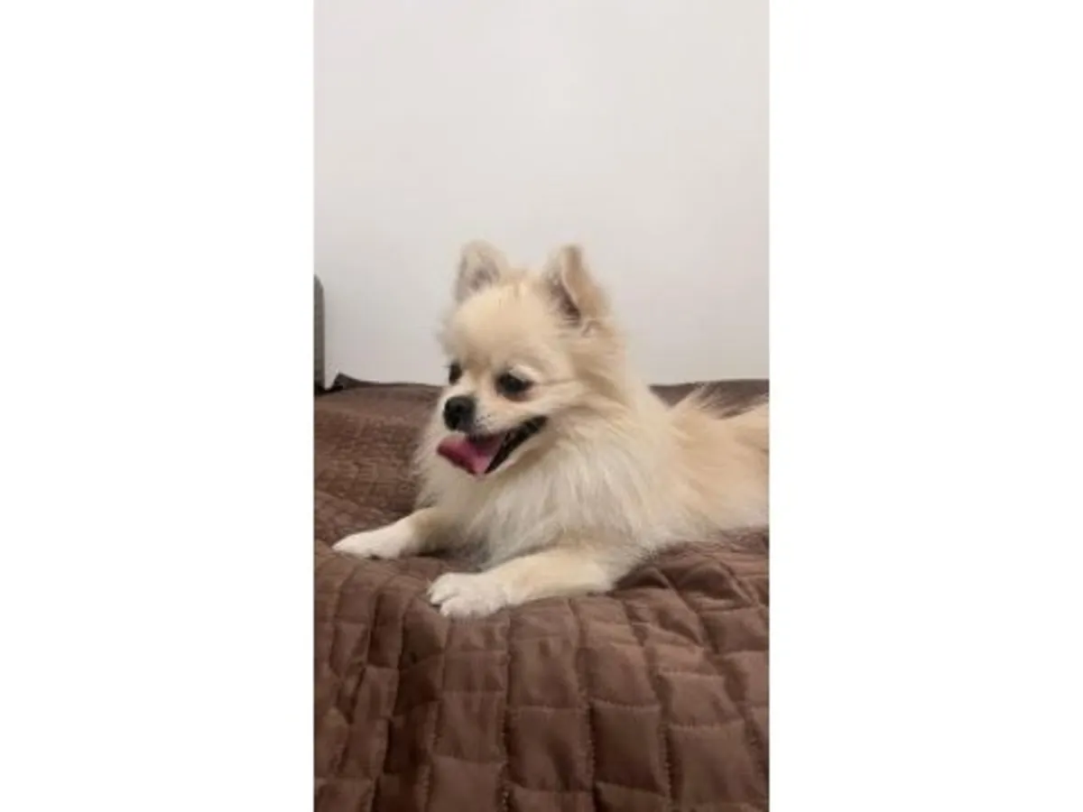 成年白色雌性博美犬可供领养