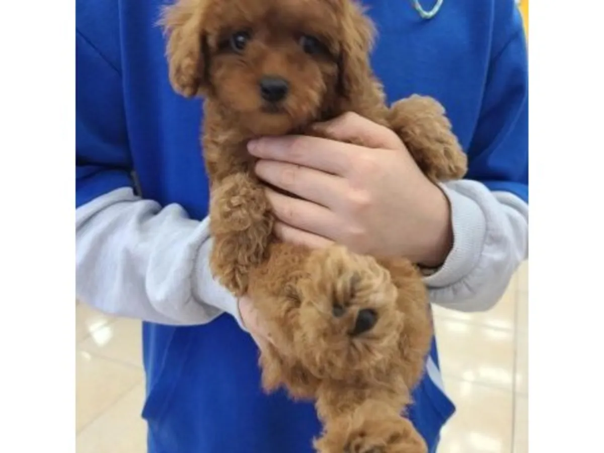 Jeune caniche marron mâle intelligent et attentif