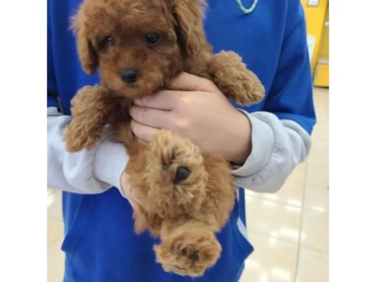 Jeune caniche marron mâle intelligent et attentif