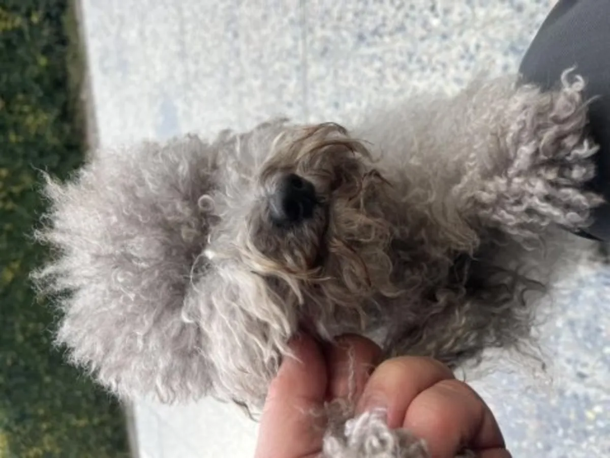 Femelle caniche marron calme à adopter