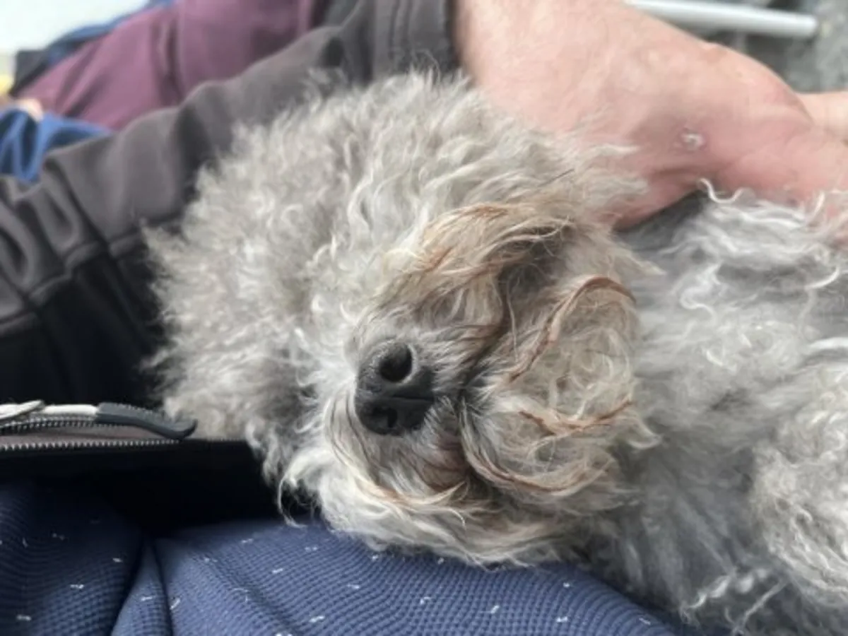 Femelle caniche marron calme à adopter