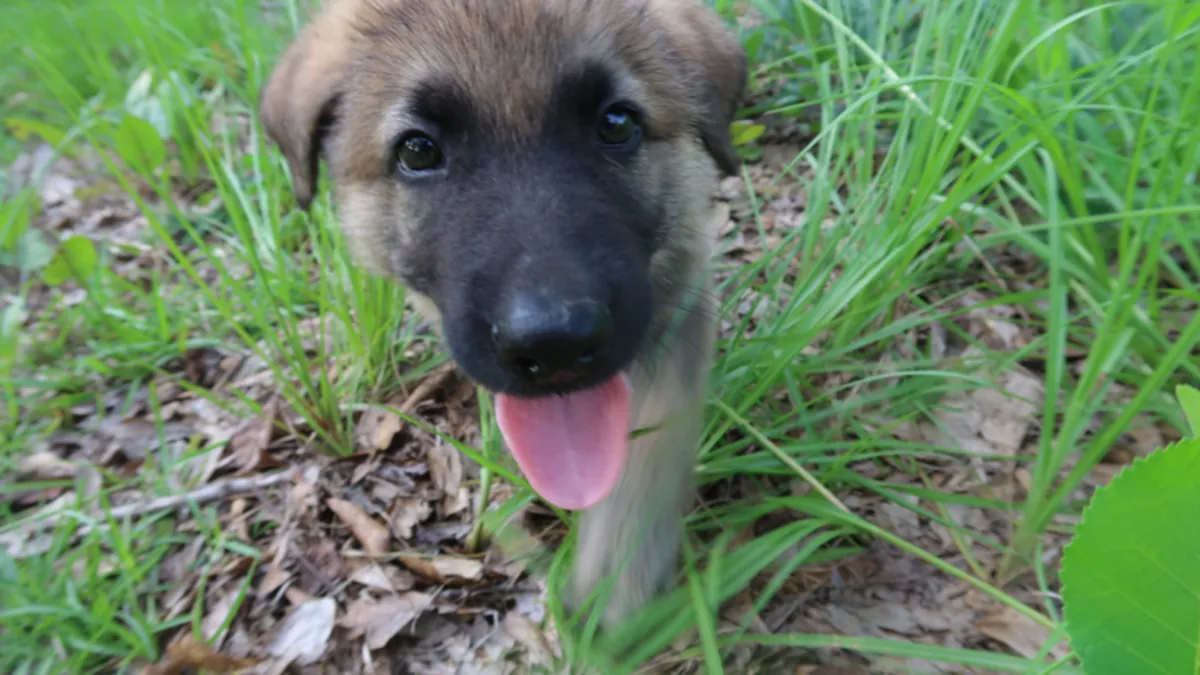German Shepherd Puppies
