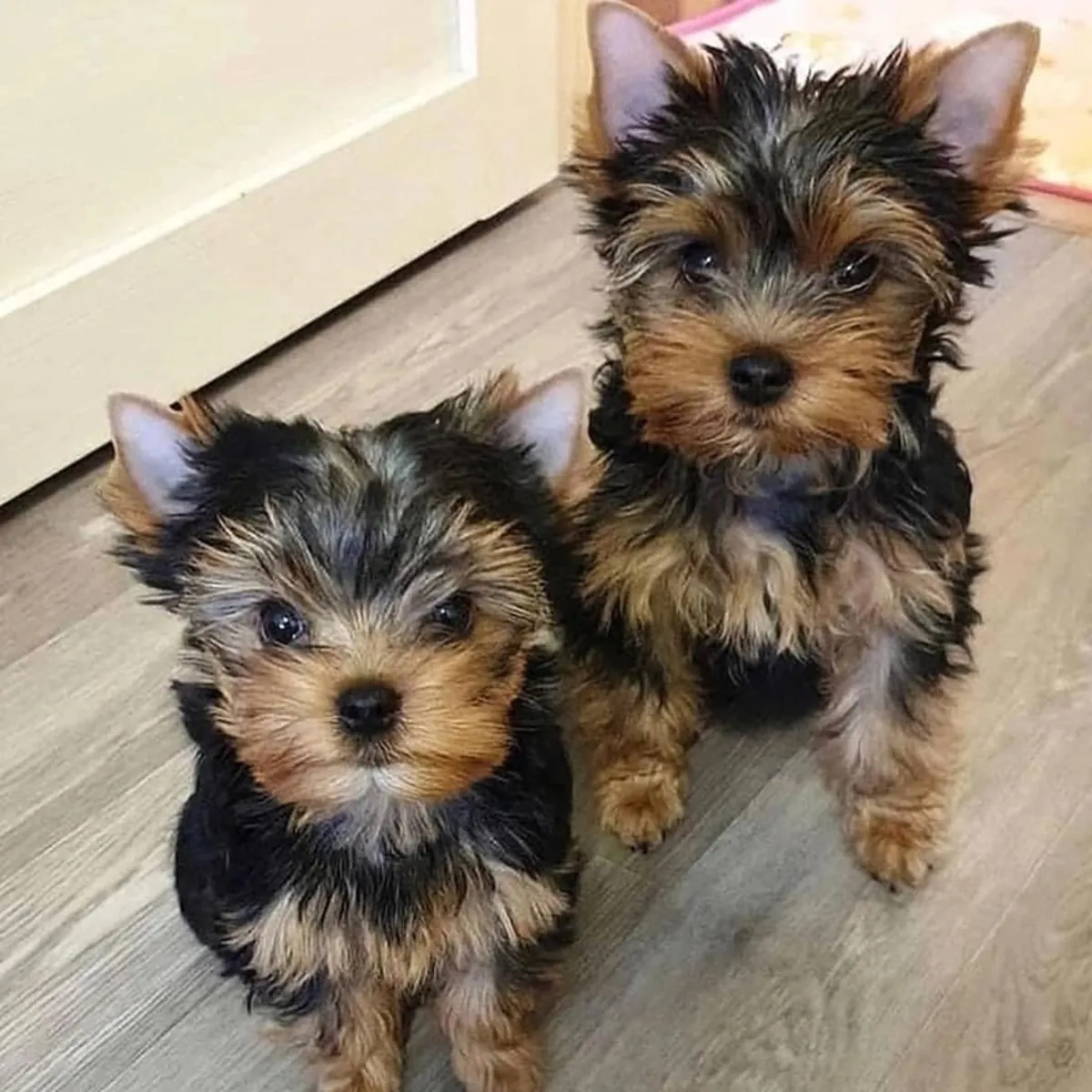 发现可爱的茶杯约克夏幼犬