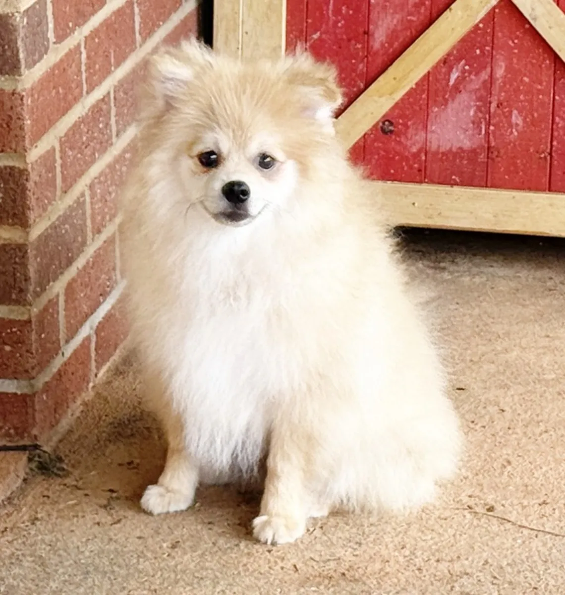 CKC Pomeranian: TIMBER
