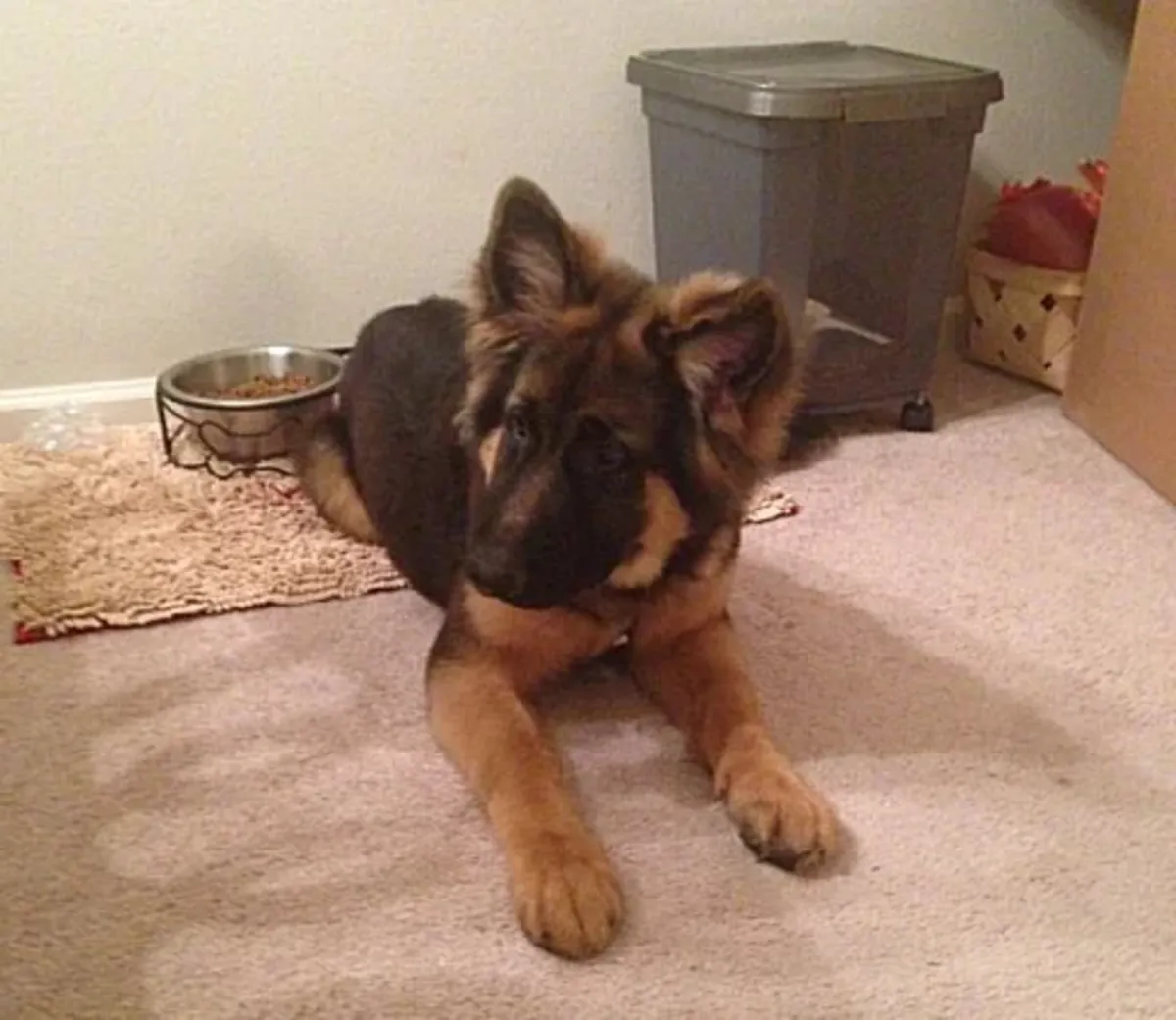 German Shepherd Puppies for Sale 