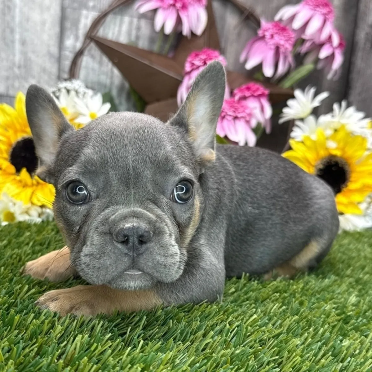 Healthy, playful, and adorable French Bulldog puppies available now