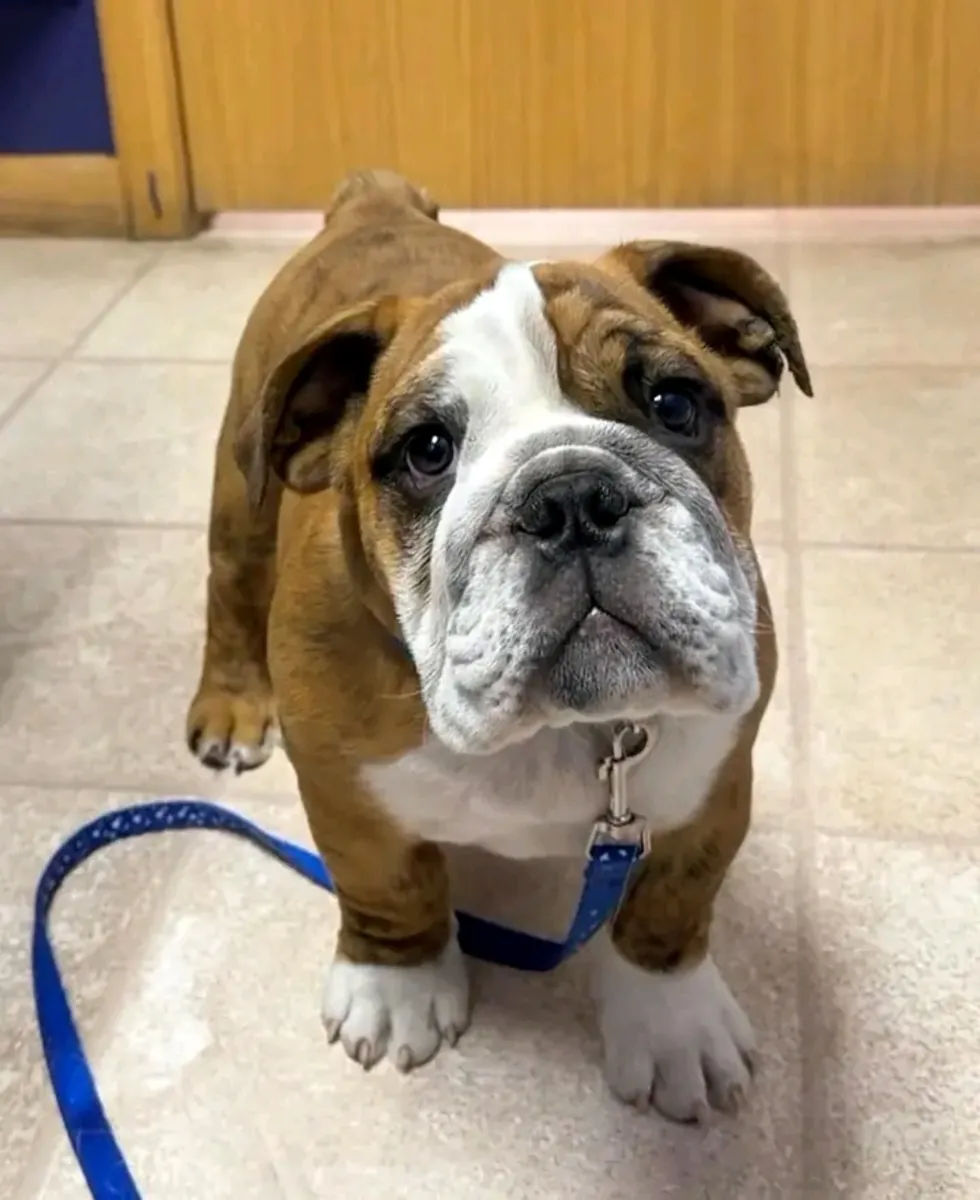 English Bulldog