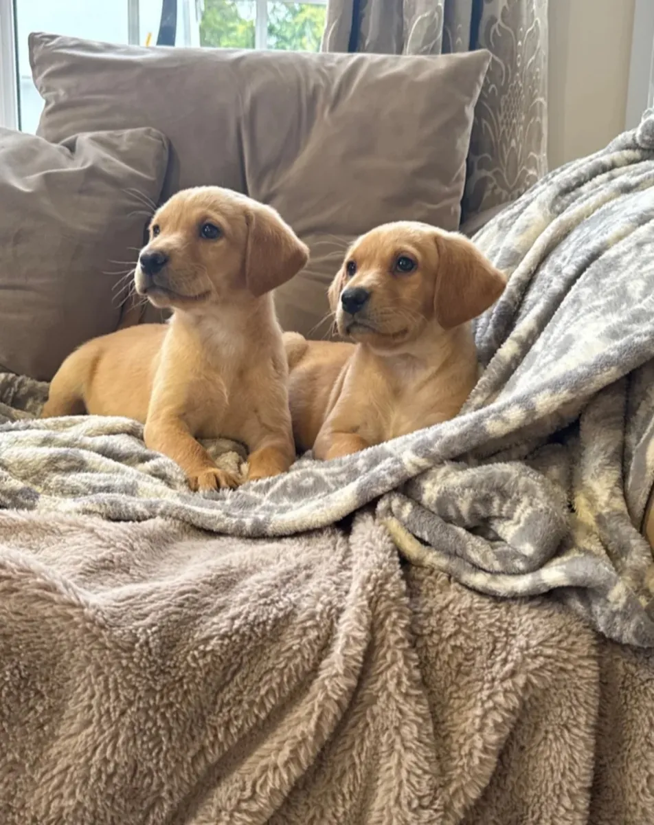 Labrador puppies