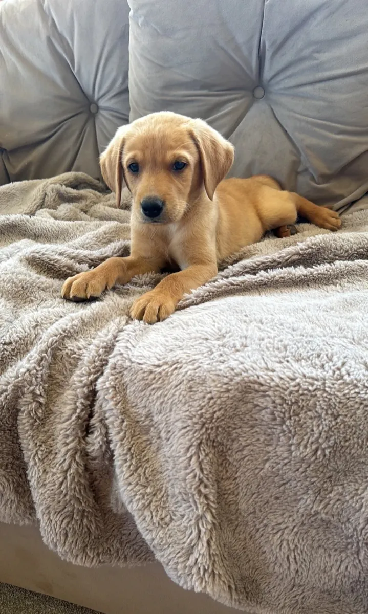 Labrador puppies