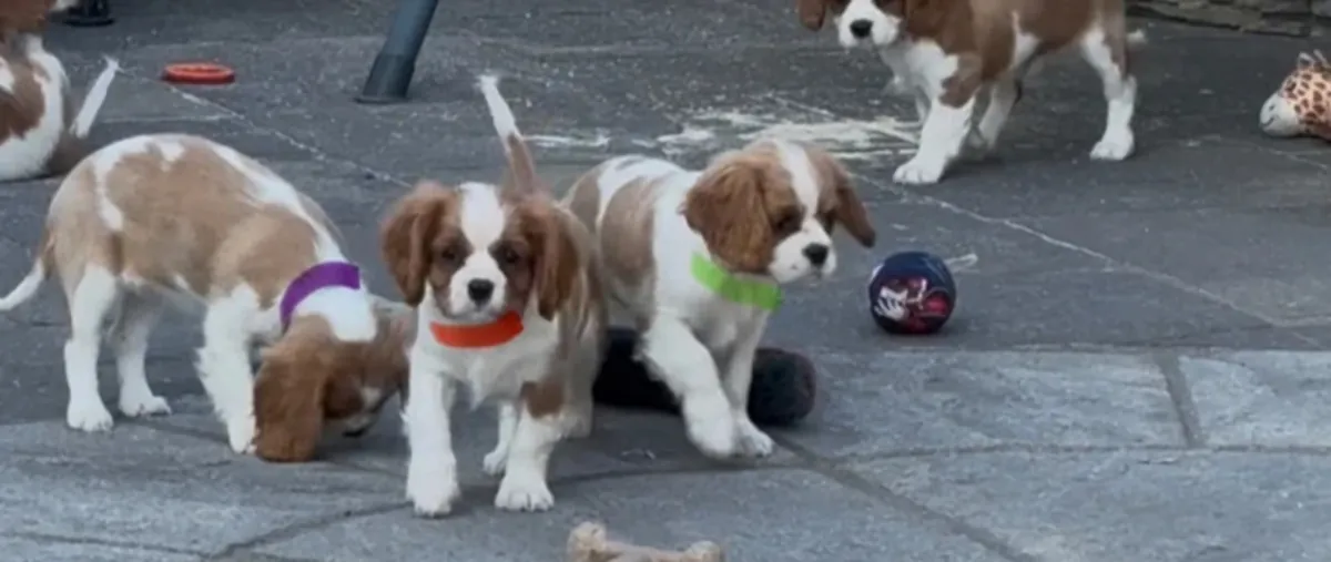 Cavalier King Charles Spaniel Puppies
