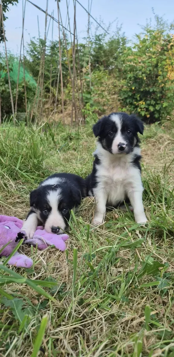 Border collie puppies
