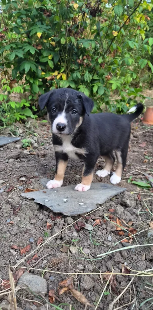 Border collie puppies