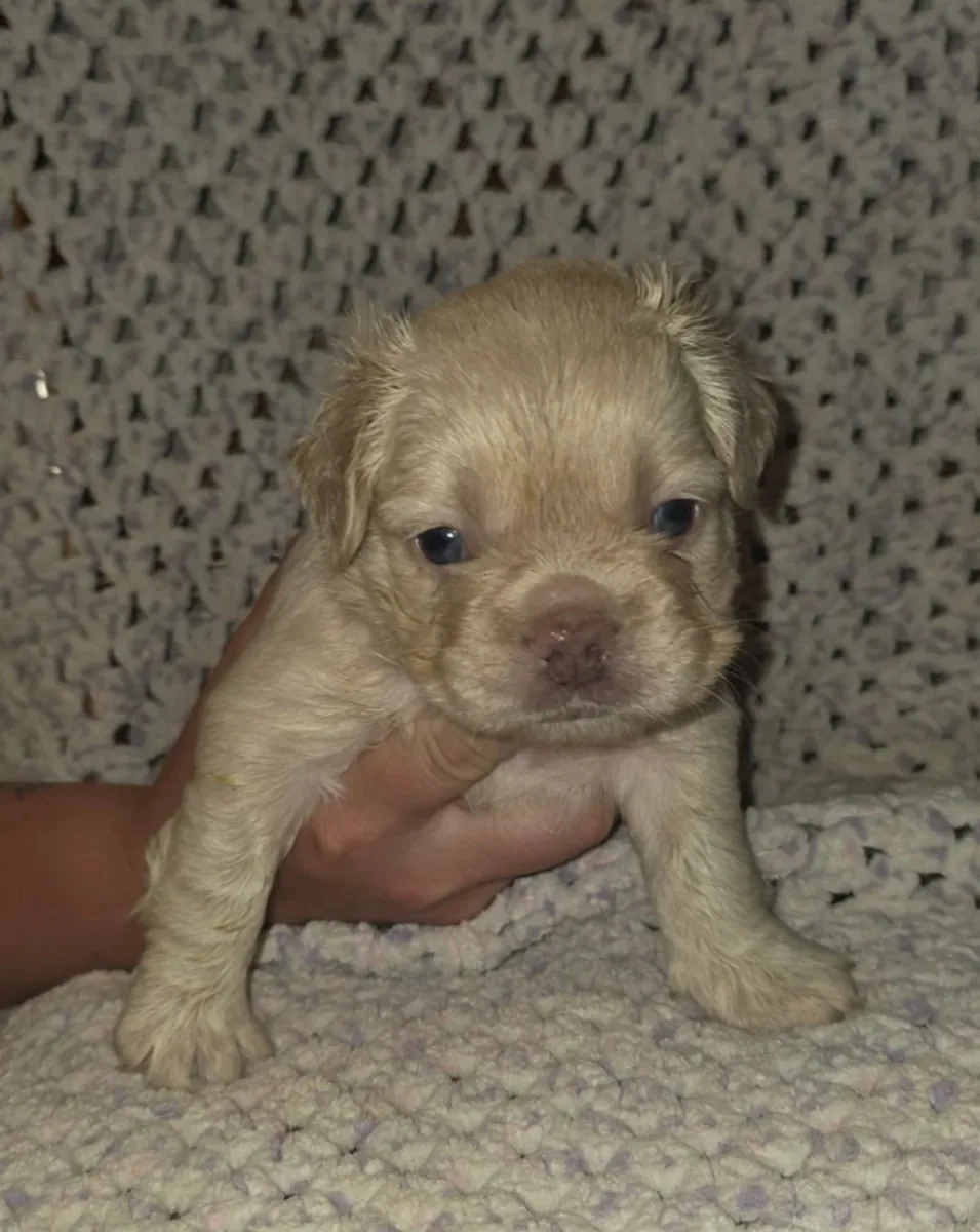 法国斗牛犬幼犬