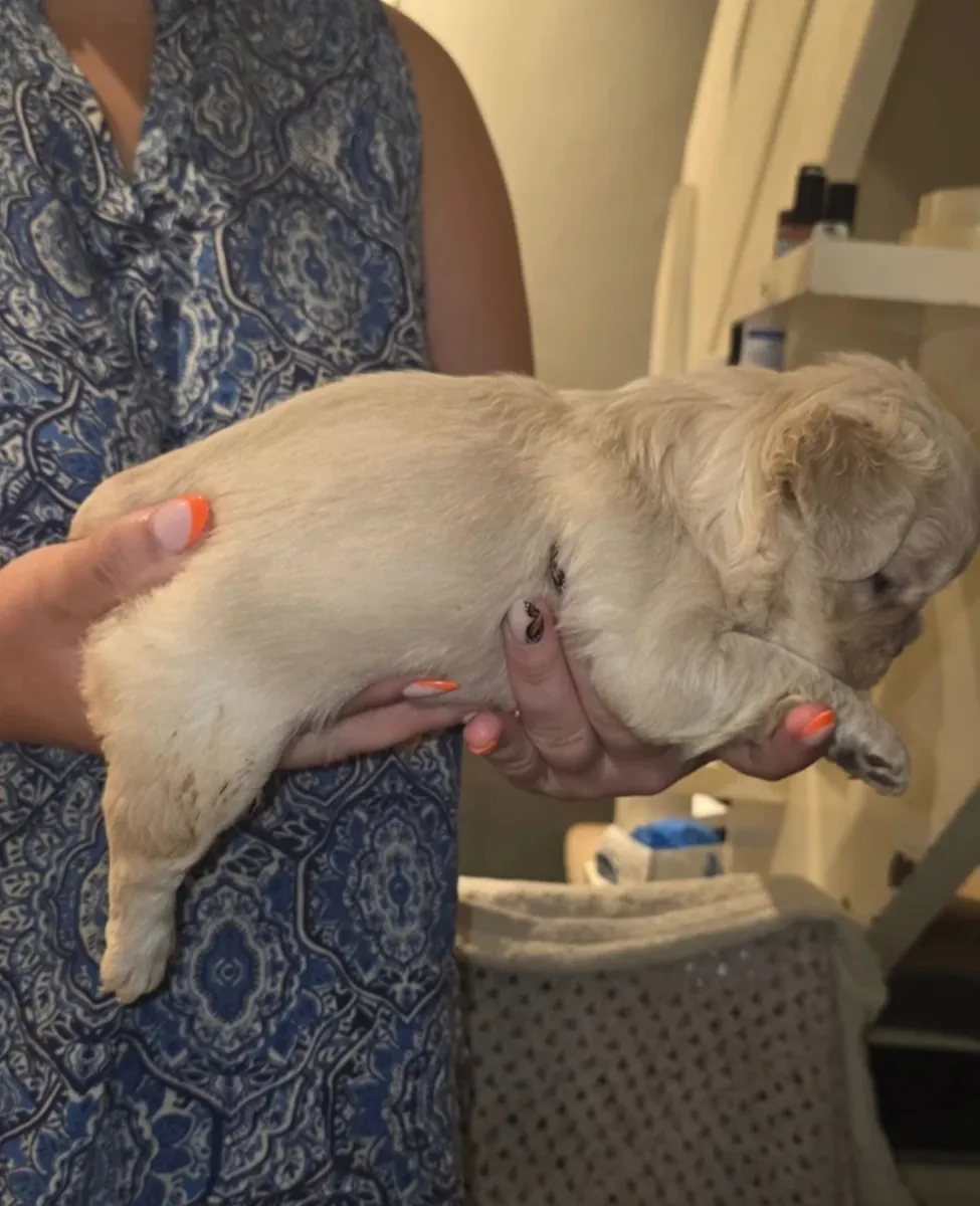 法国斗牛犬幼犬