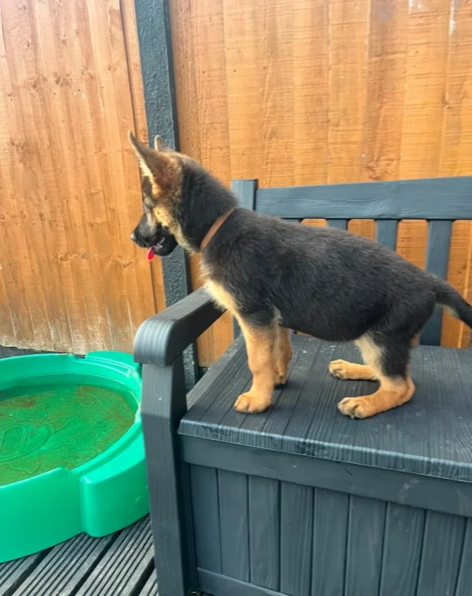 German Shepard puppies ⭐️ready to be rehomed ⭐️