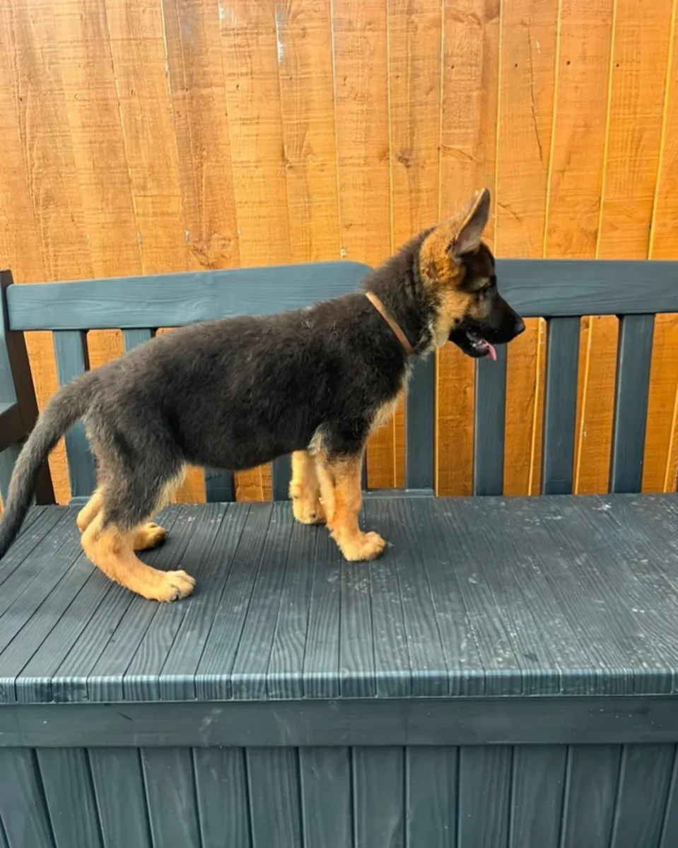German Shepard puppies ⭐️ready to be rehomed ⭐️