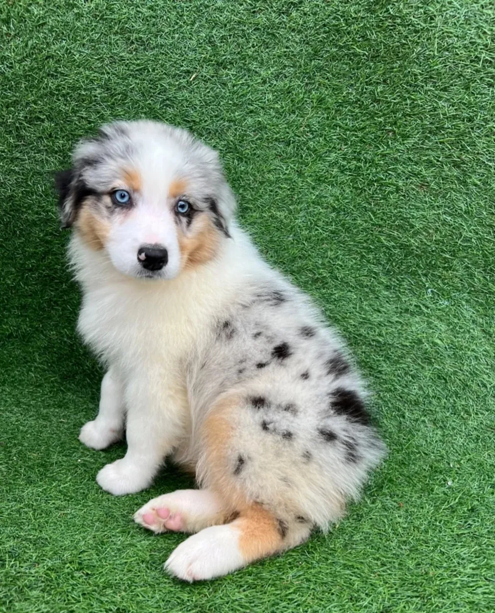 澳大利亚牧羊犬幼犬