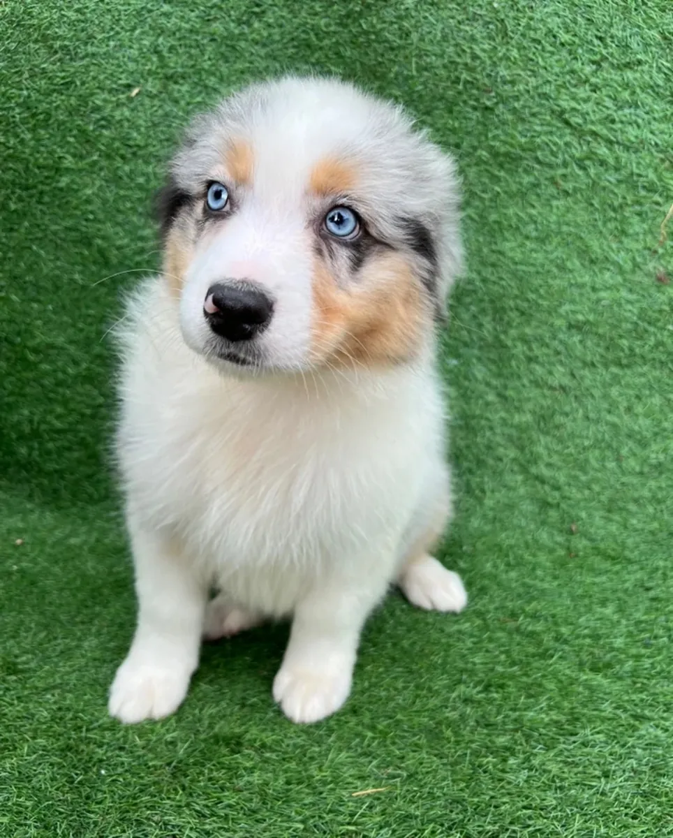 澳大利亚牧羊犬幼犬