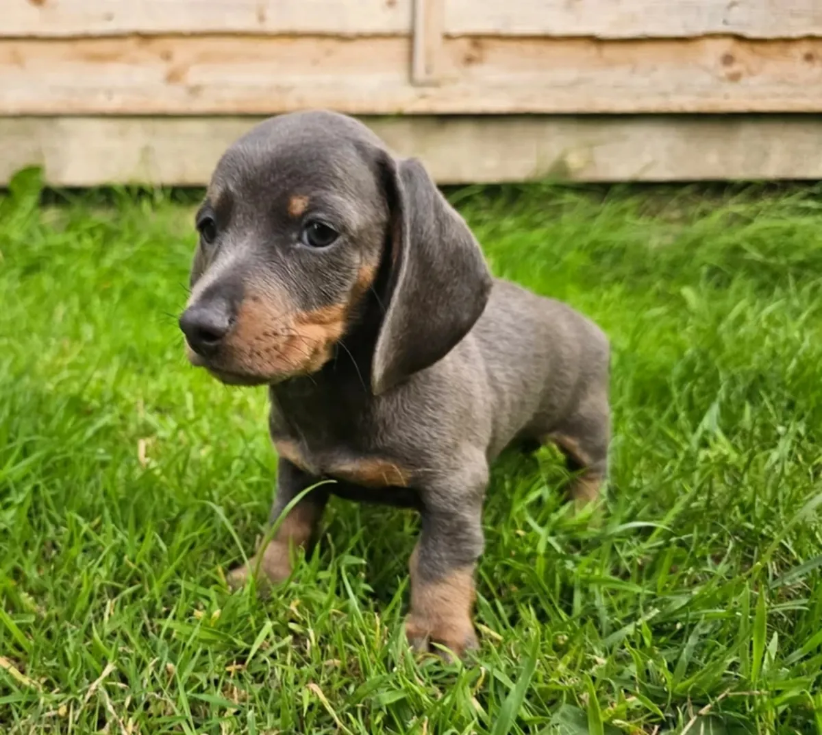 dashound’s puppies ready for new homes