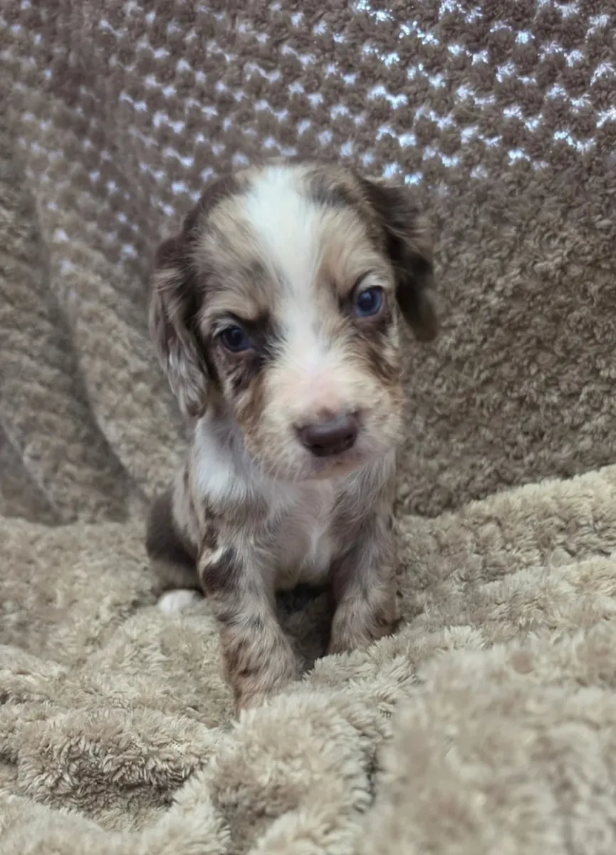 Cockerspaniel pups