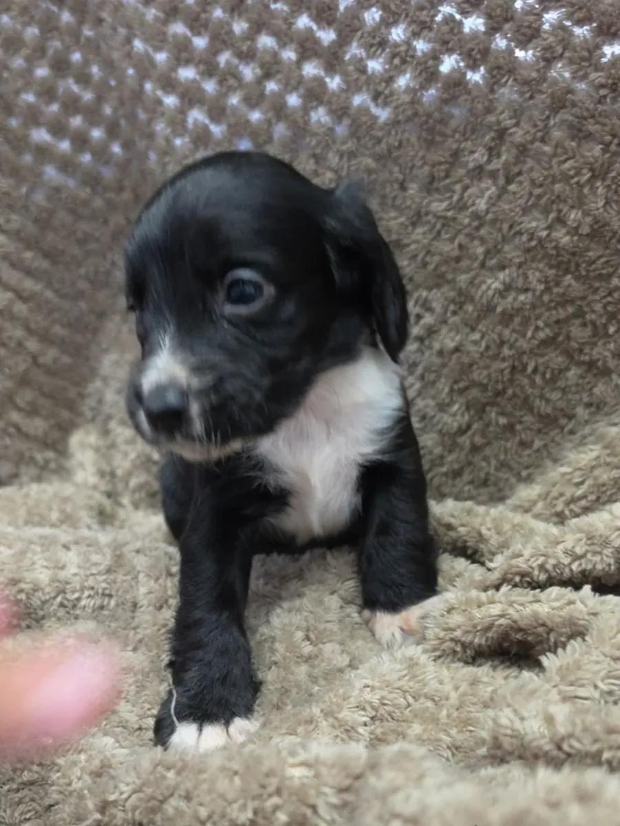 Cockerspaniel pups