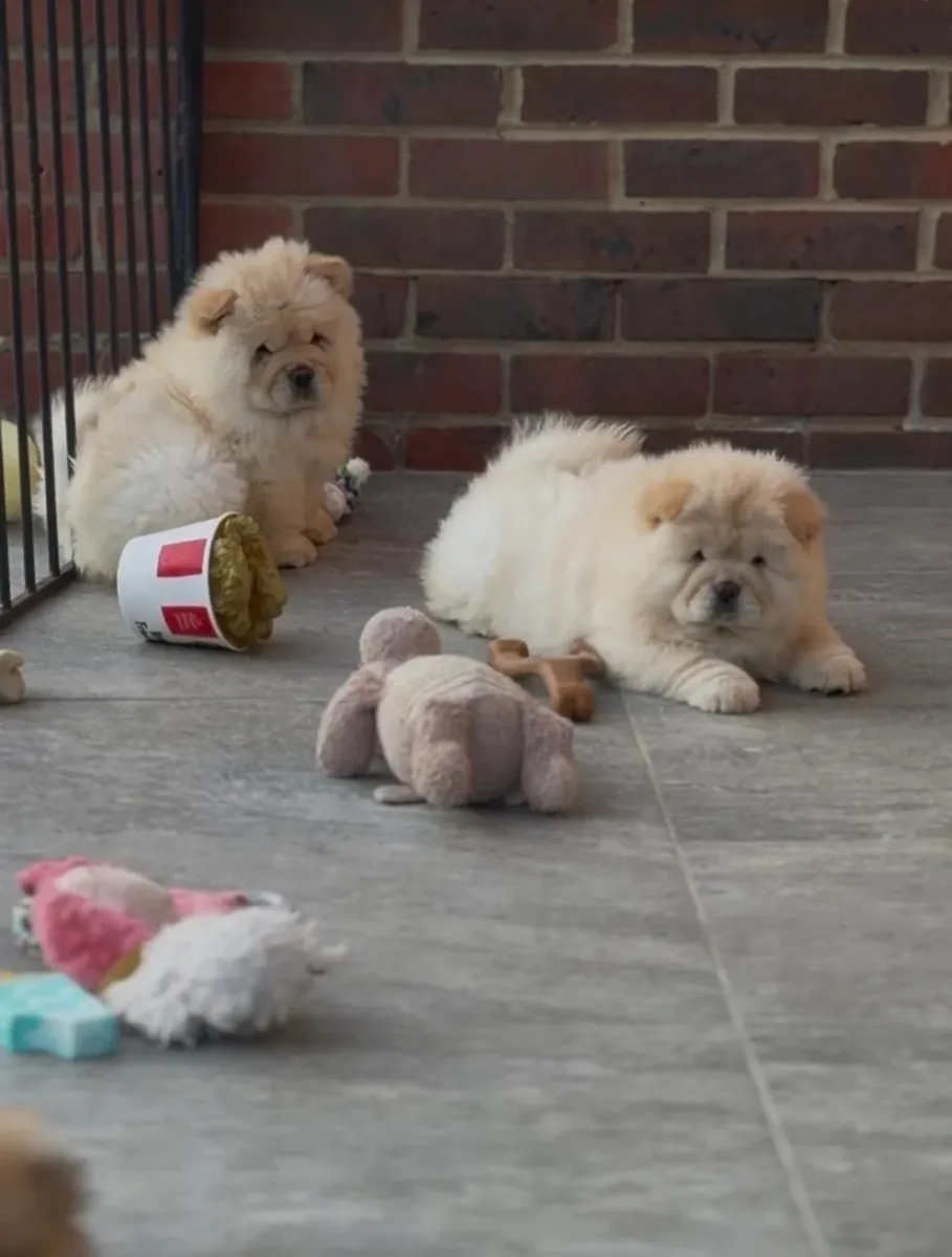 🧸Preciosos cachorros de chow chow🧸