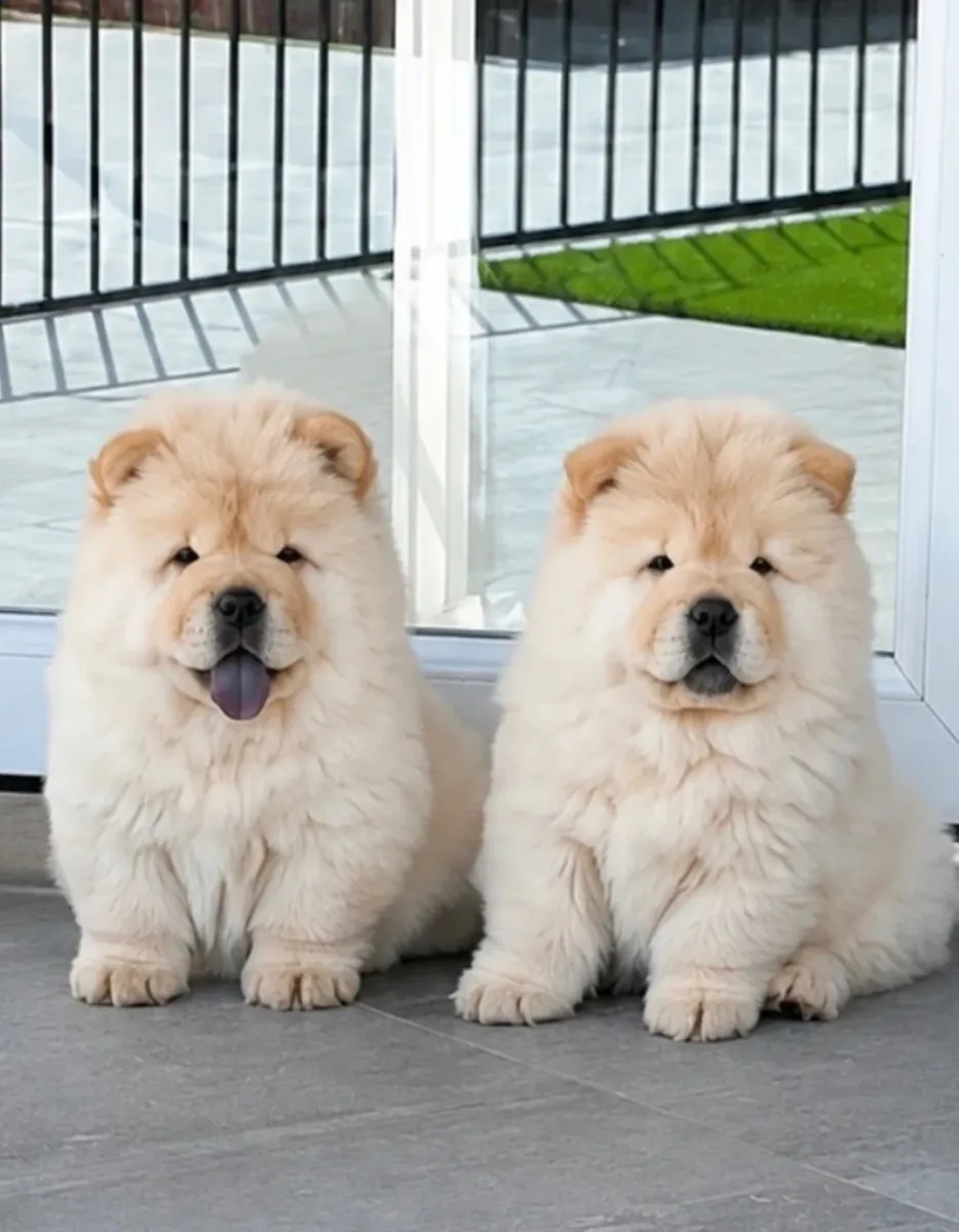 🧸Preciosos cachorros de chow chow🧸