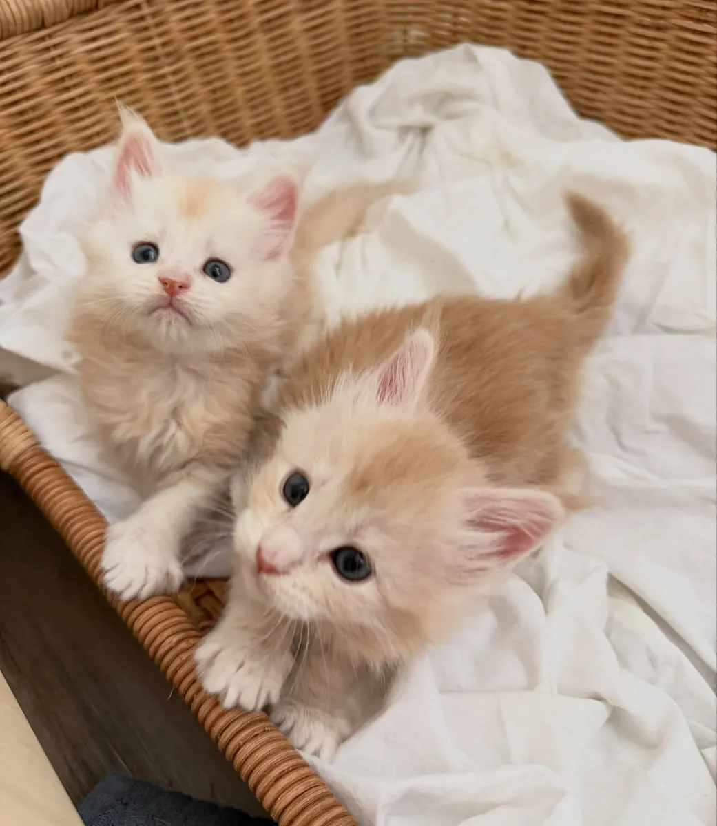Котята породы мейн-кун предлагаются к усыновлению, только для серьезных покупателей.