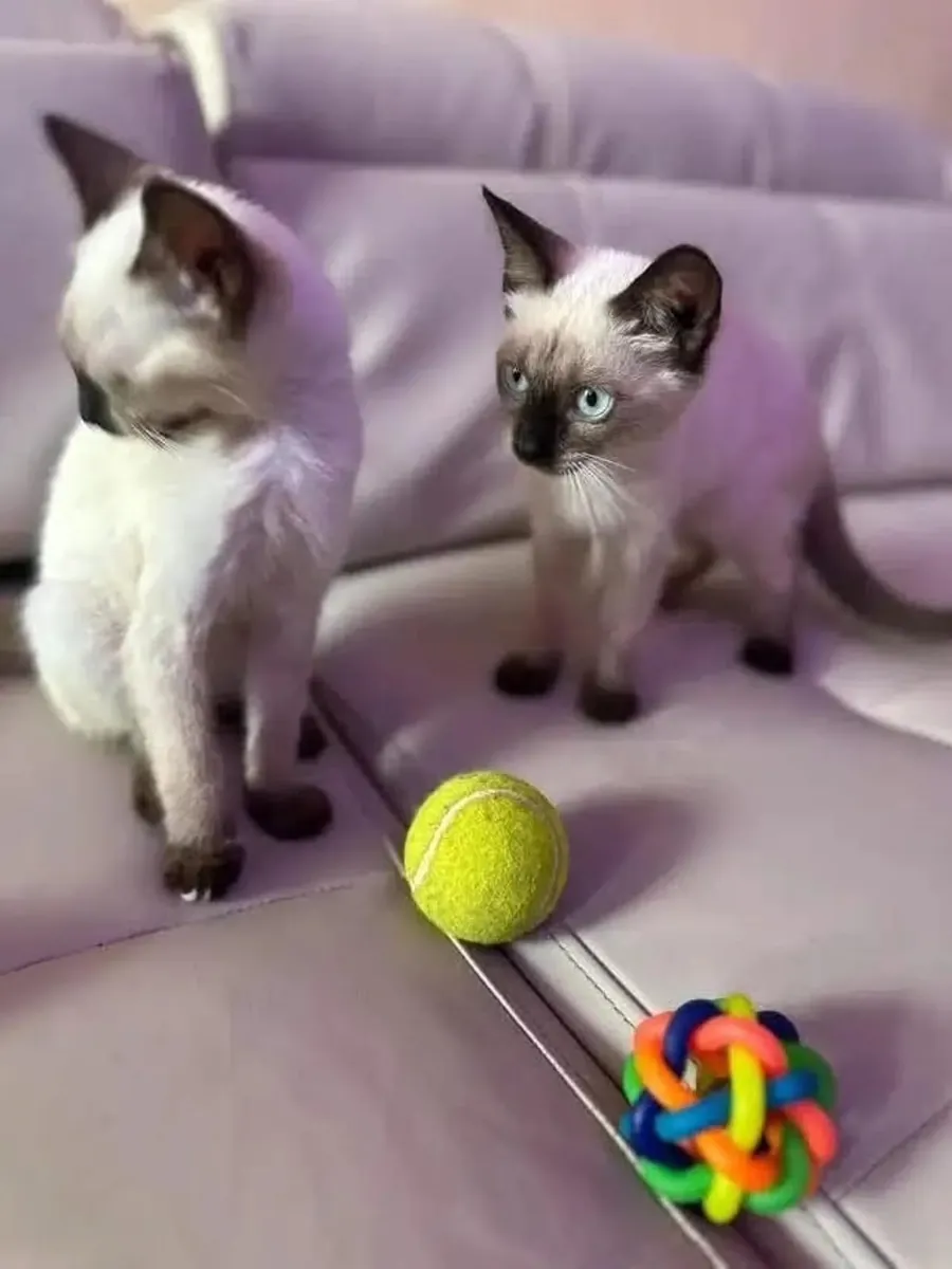 Siamese kittens available, one male, one female