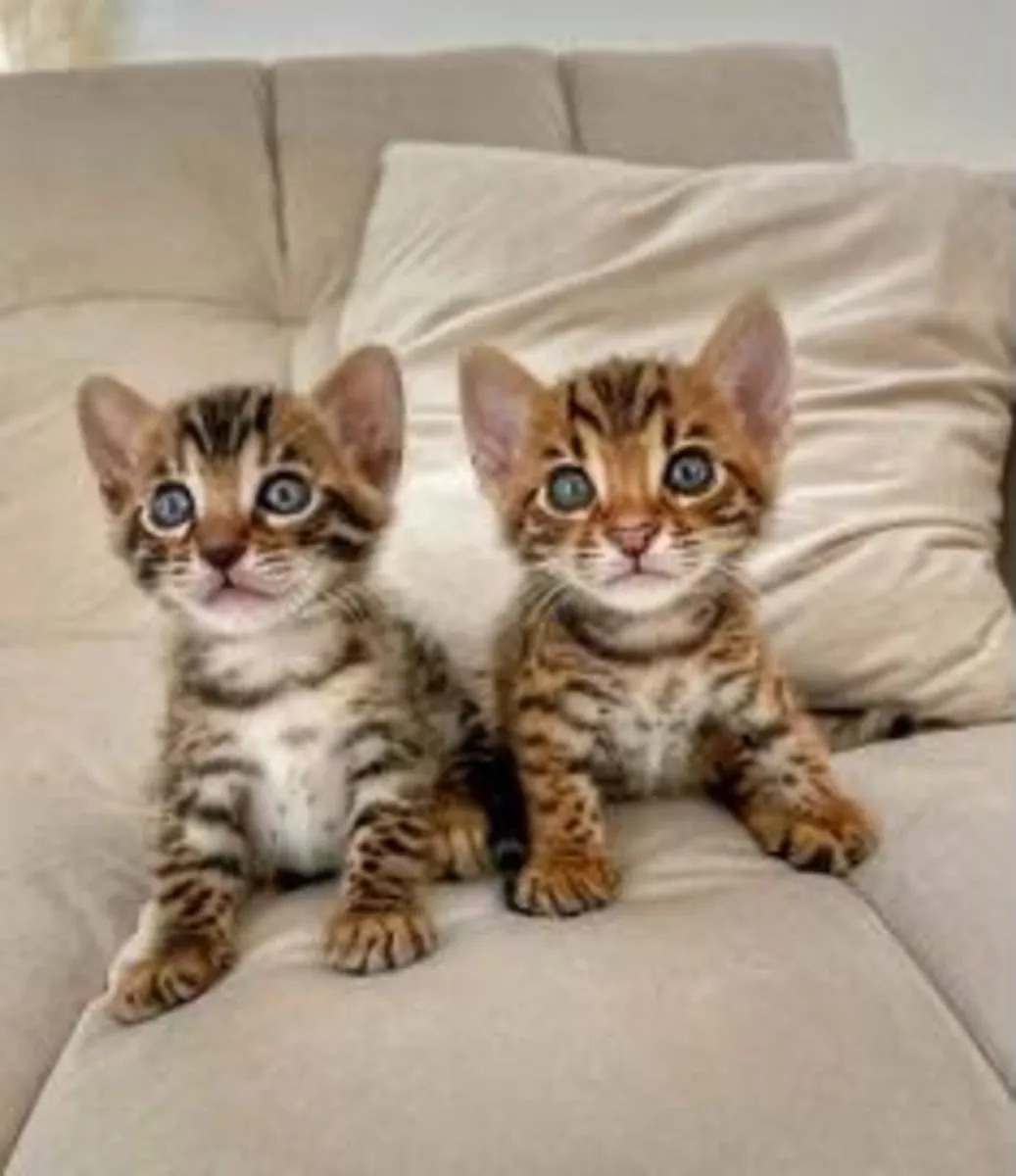 Бенгальские котята