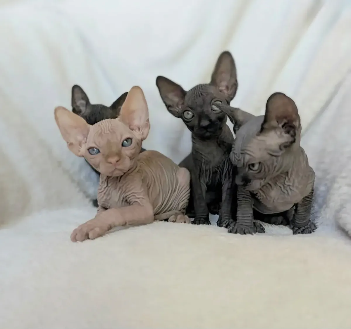 Sphynx Cats available