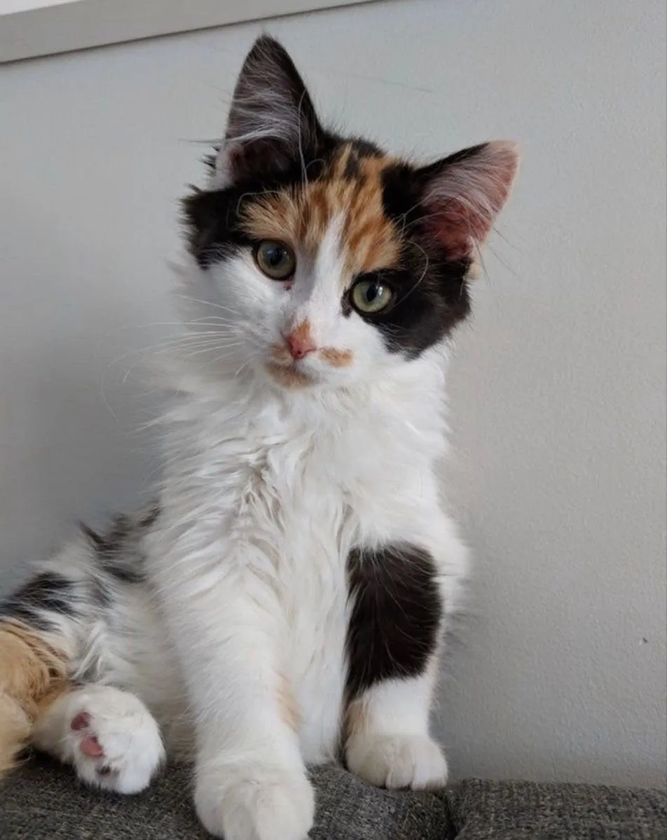 Cymric cat