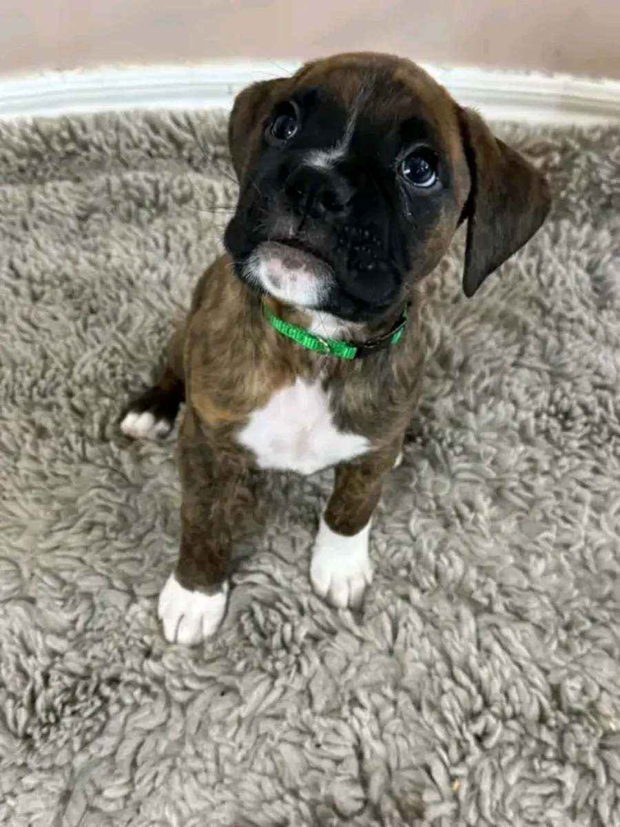 Yeni yuvasını arayan sevimli erkek Boxer yavrusu.