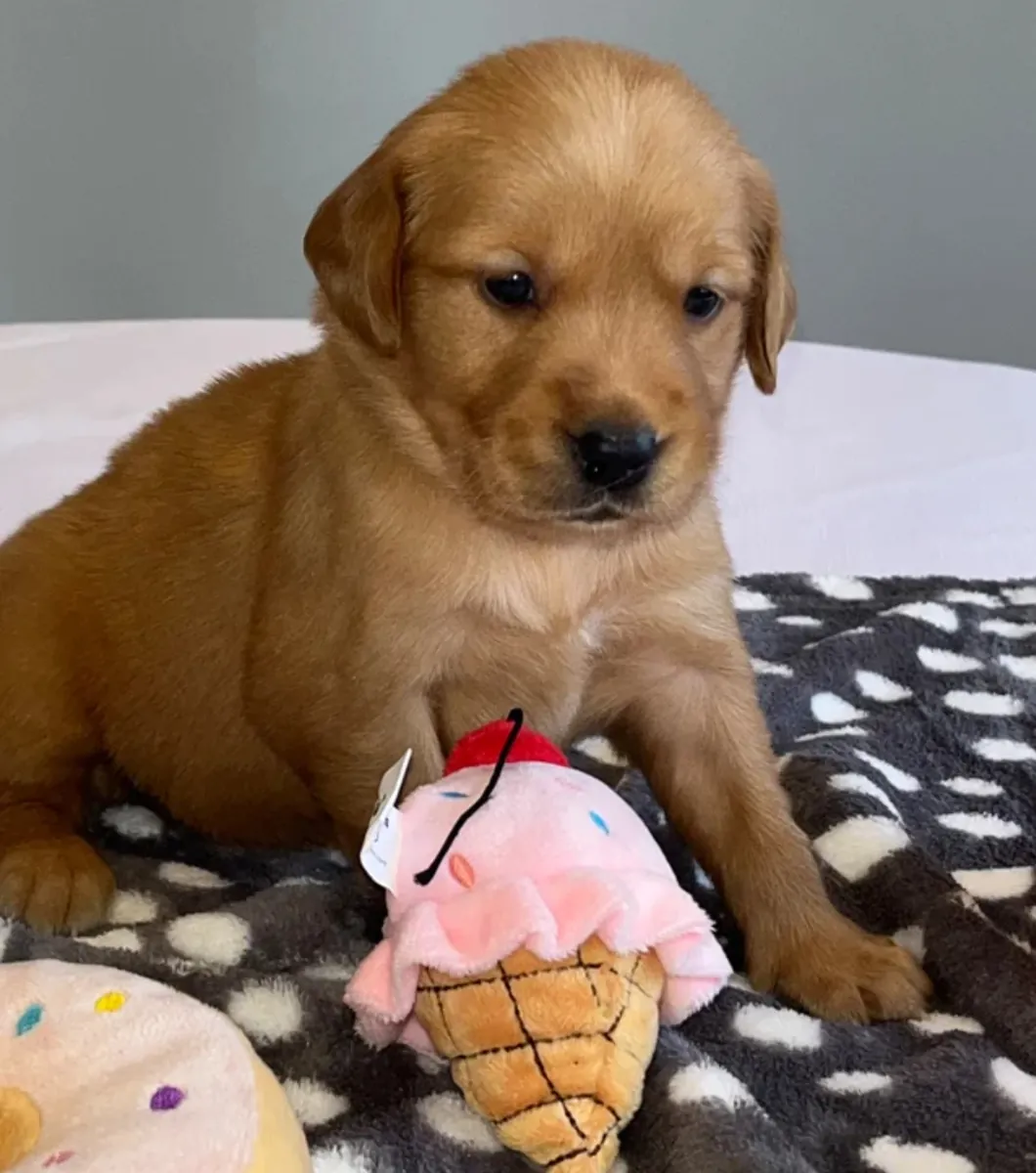 Golden retriever puppies for adoption