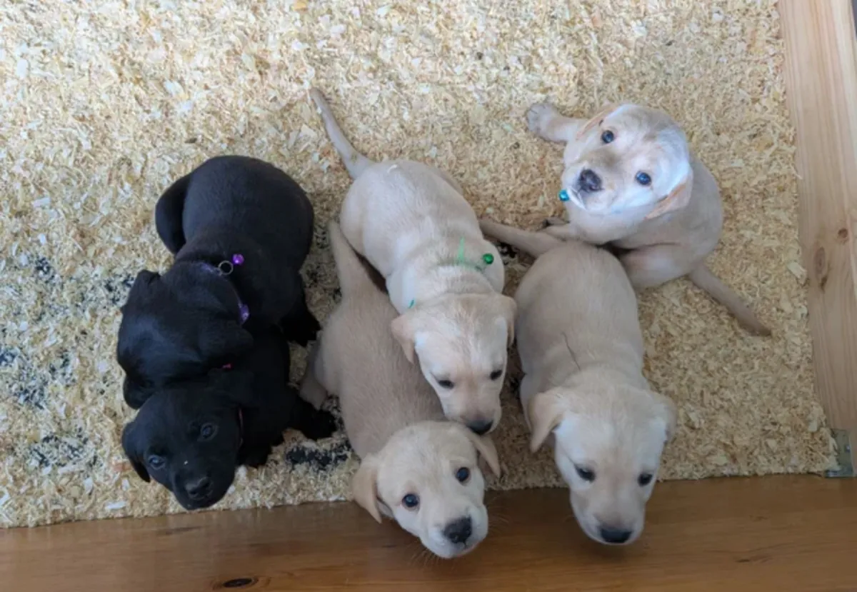 Labrador retriever puppies for adoption