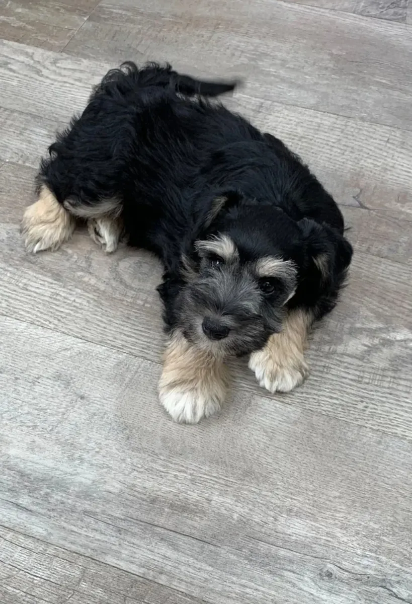Schnauzer en miniatura para adopción