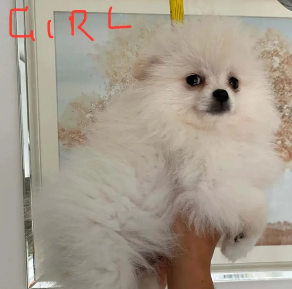 博美幼犬待领养