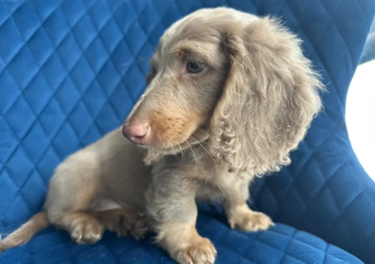 Dachshund puppies for adoption