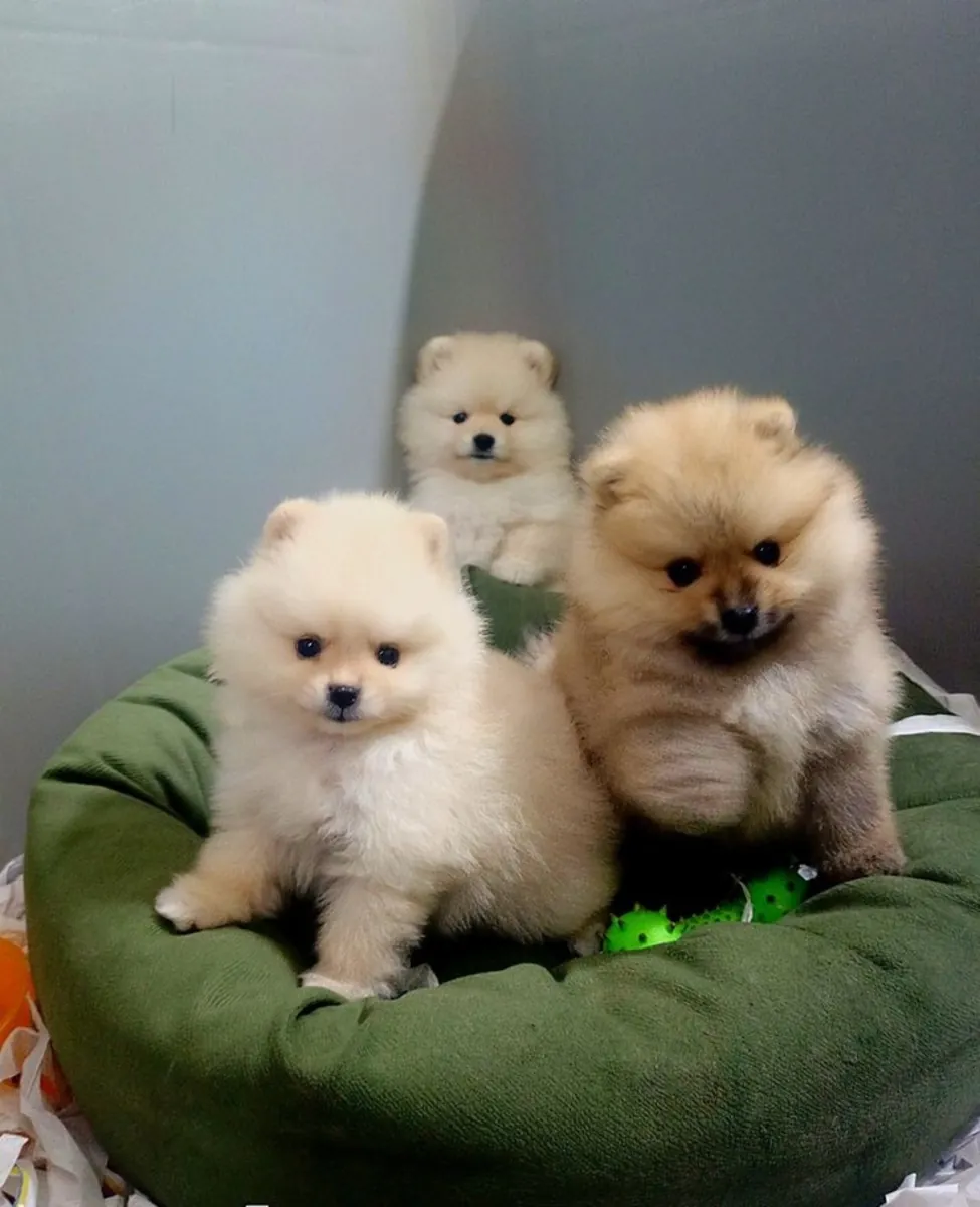 出售血统纯正的博美幼犬。(jessicabaynton2@gmail.com)