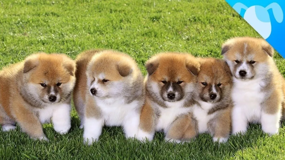 Magnifiques chiots Akita Inu disponibles immédiatement. Courriel : jessicabaynton2@