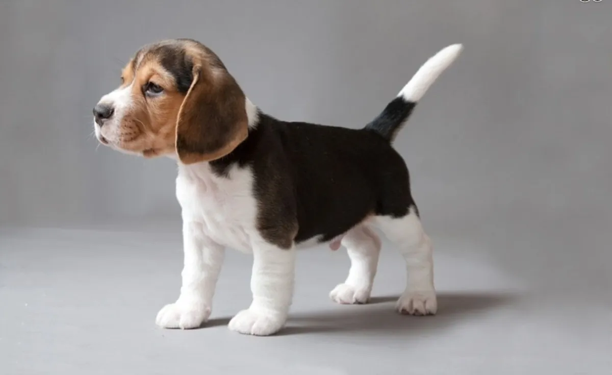 比格犬幼犬。邮箱：(jessicabaynton2@gmail.com)